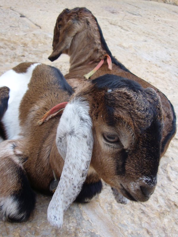 some pet goats.